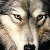 Loup.gif, 11 KB